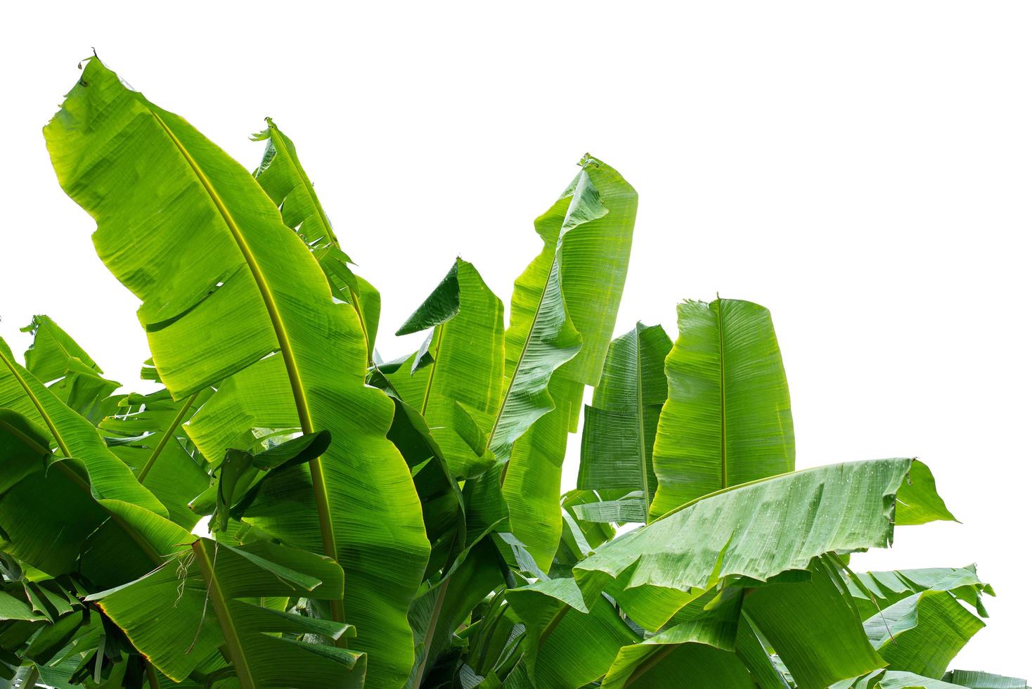 hoja de plátano, plátano verde sobre fondo blanco foto