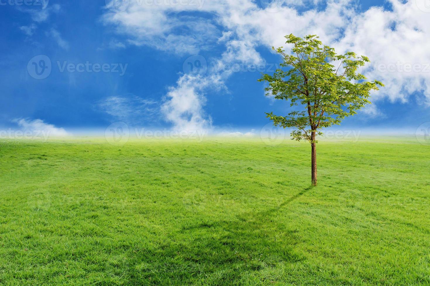 Landscape of tree and grass with blue sky background photo