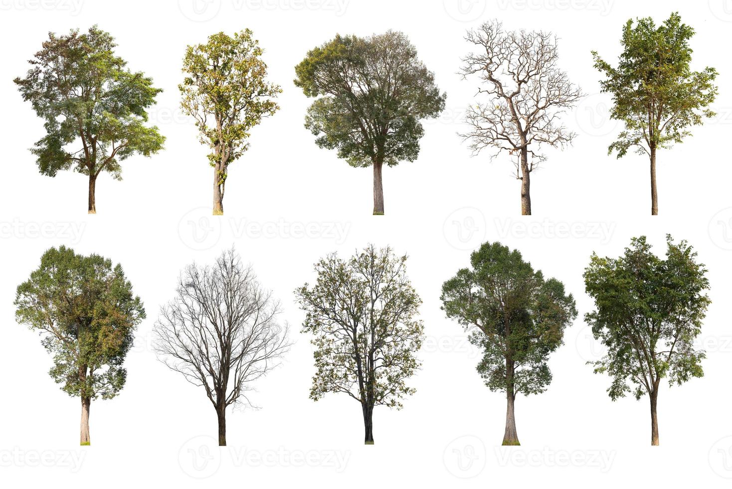 Isolated collection of trees on white background photo