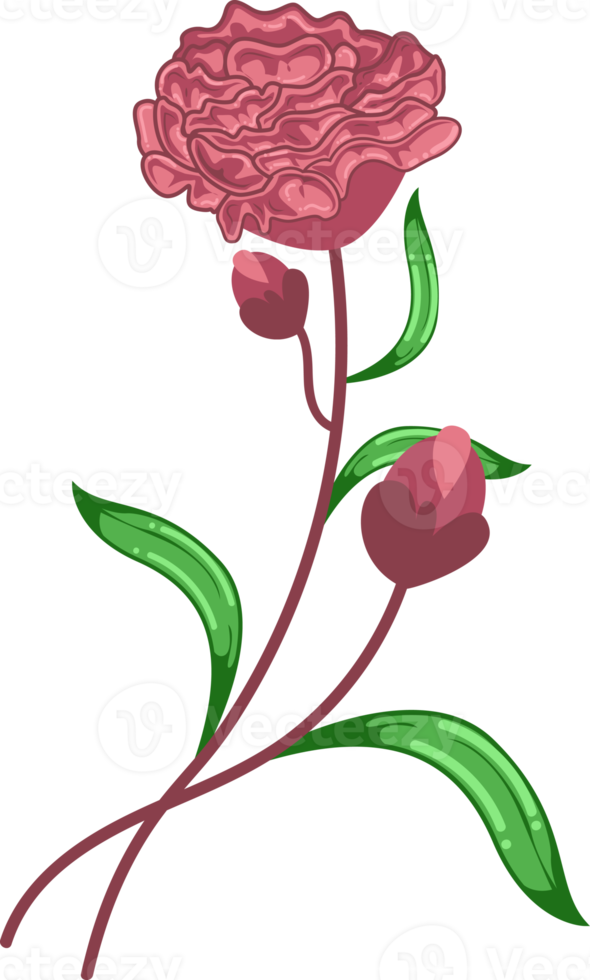 carnation january month birth flower element png