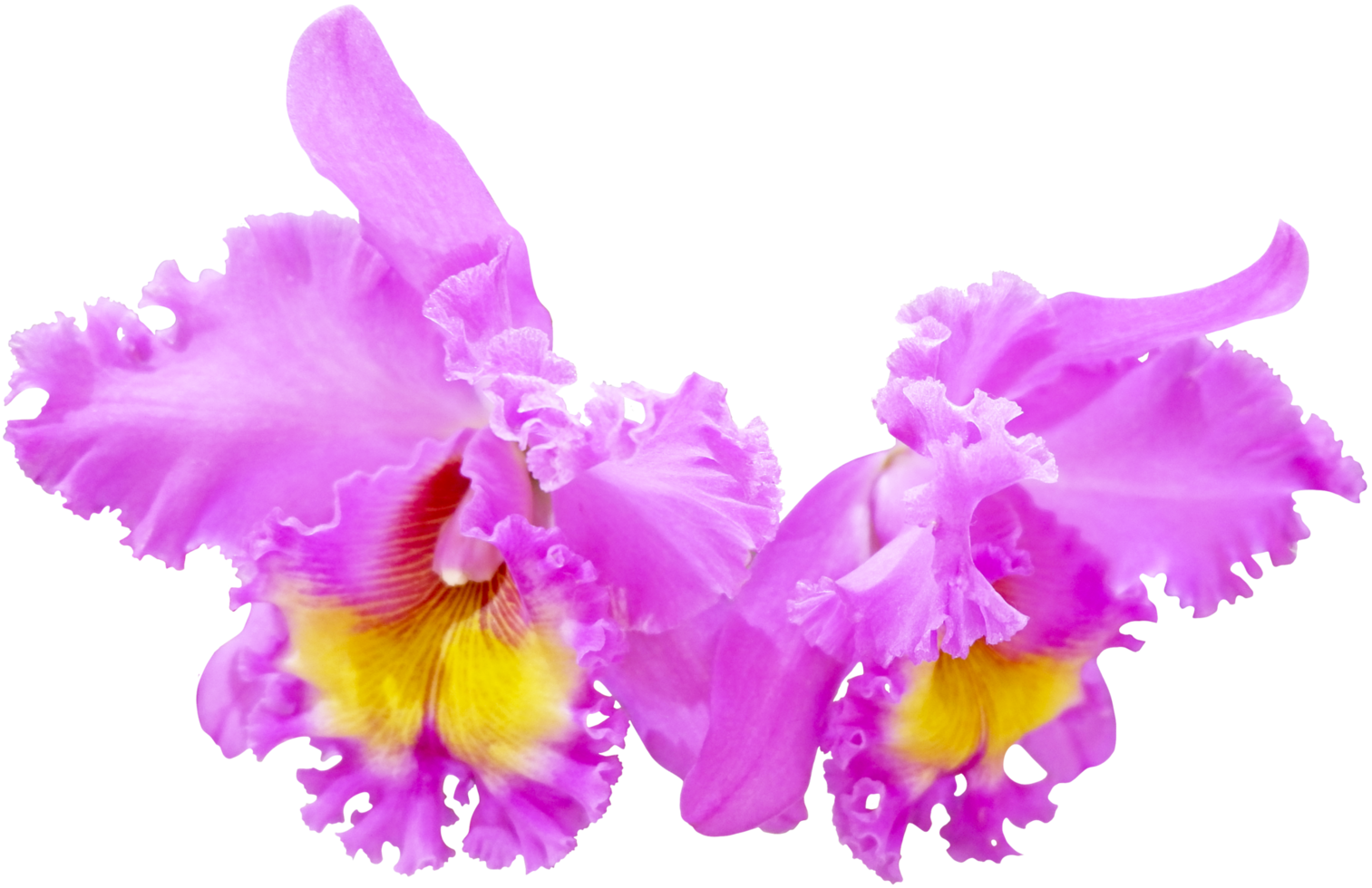 close up beautiful orchid flower cut out png