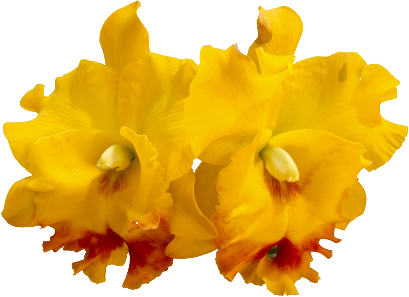 close up beautiful orchid flower cut out png