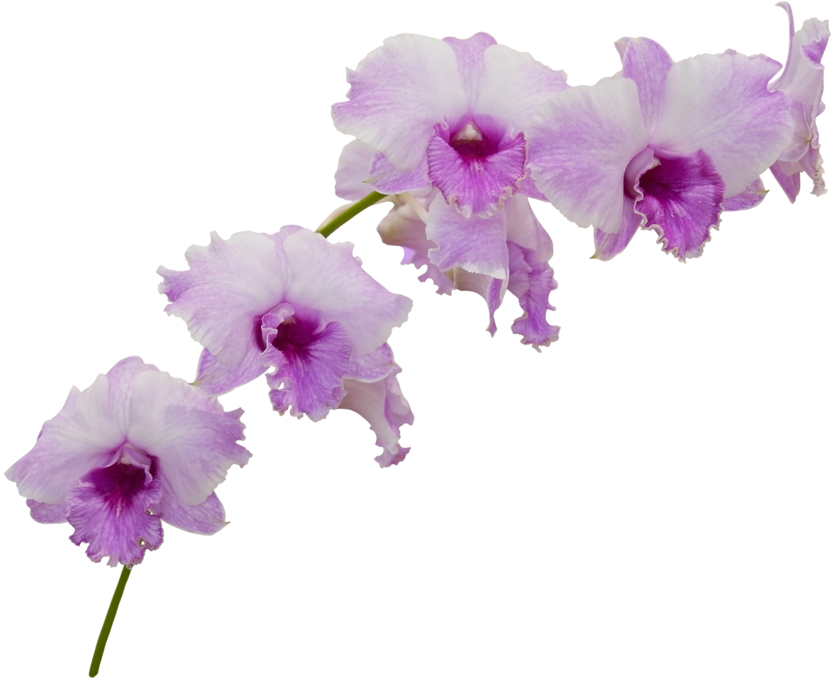 gros plan belle fleur d'orchidée découpée png