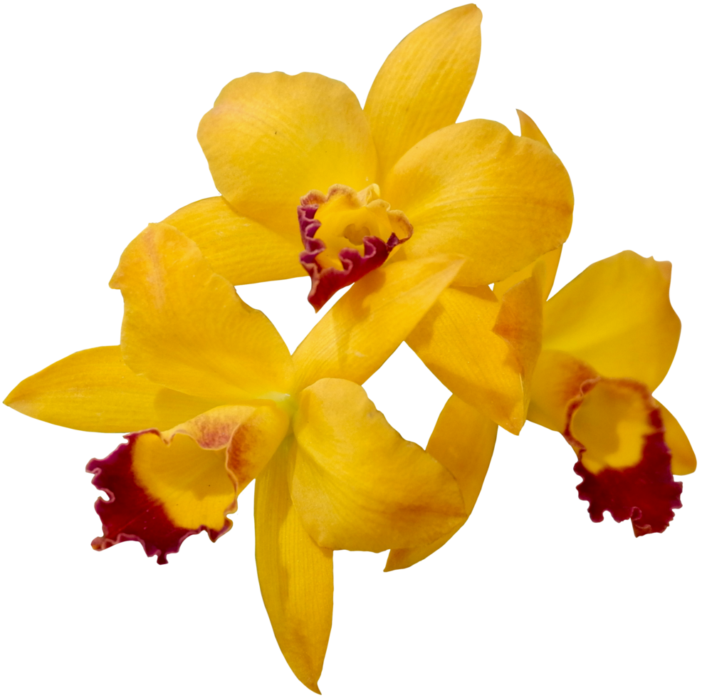 close up beautiful orchid flower cut out png