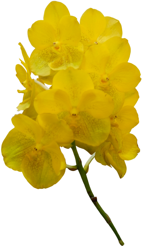 cerrar hermosa flor de orquídea cortada png