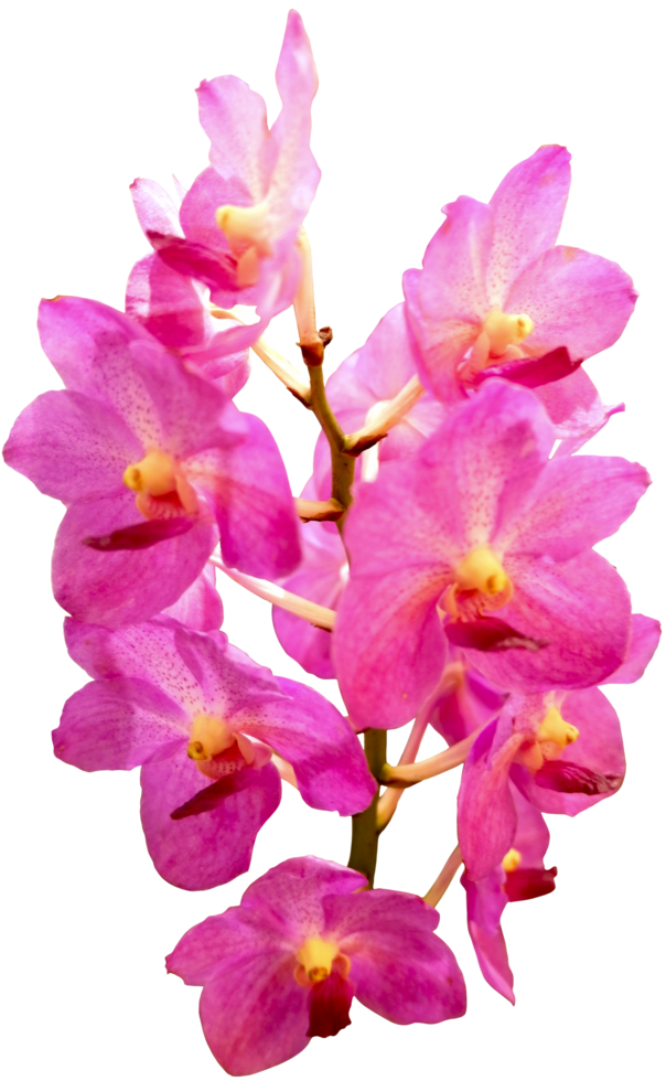 fechar linda flor de orquídea cortada png