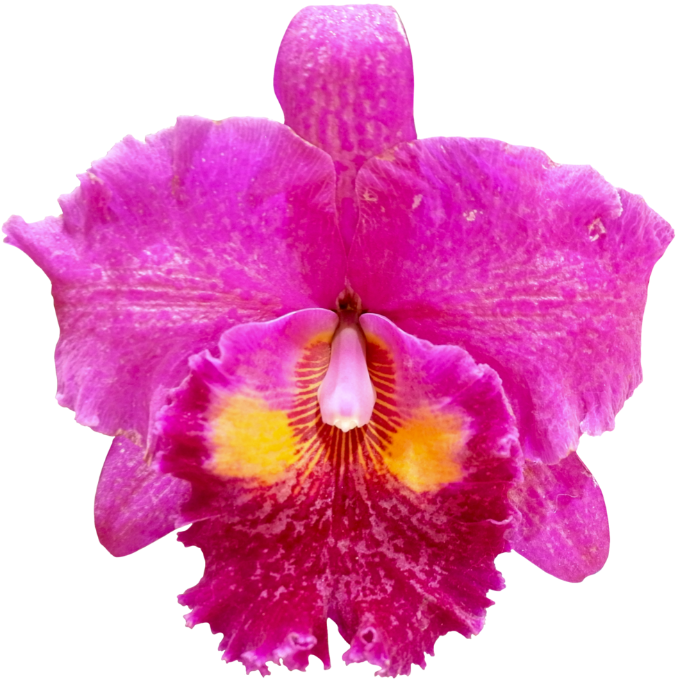 close up beautiful orchid flower cut out png