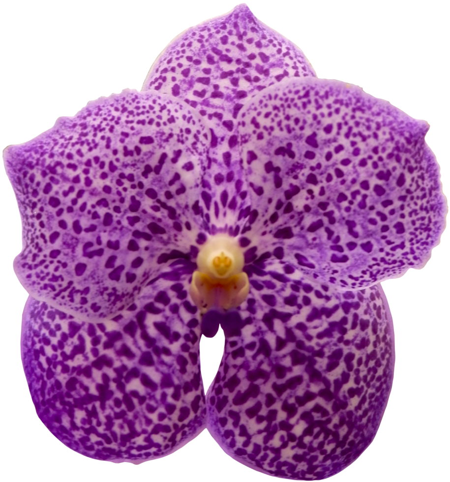 close up beautiful orchid flower cut out png