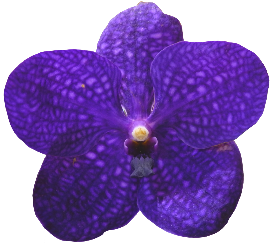 close up beautiful orchid flower cut out png