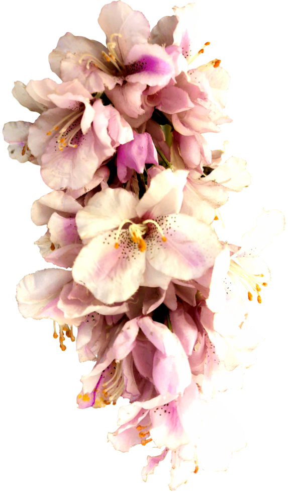 cerrar hermosa flor de orquídea cortada png