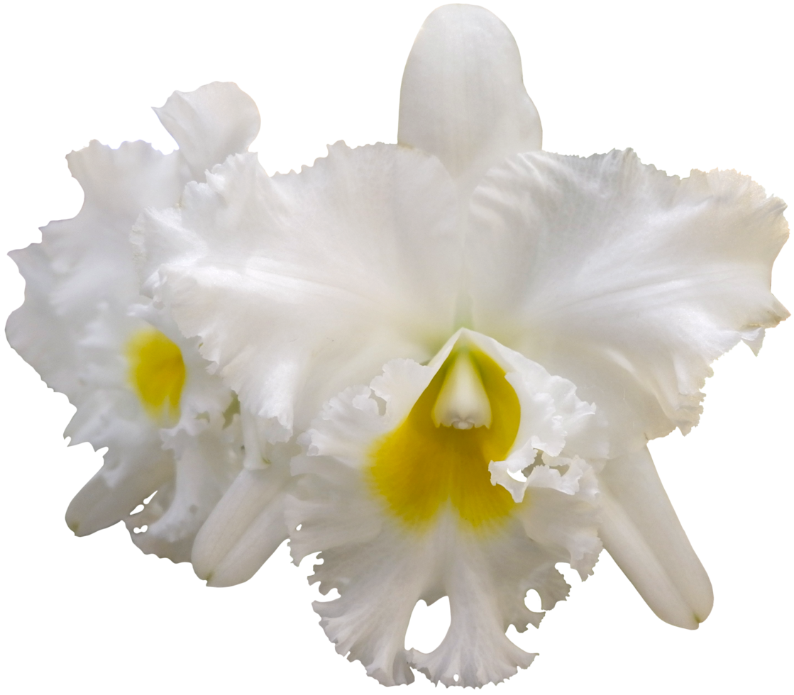 close up beautiful orchid flower cut out png