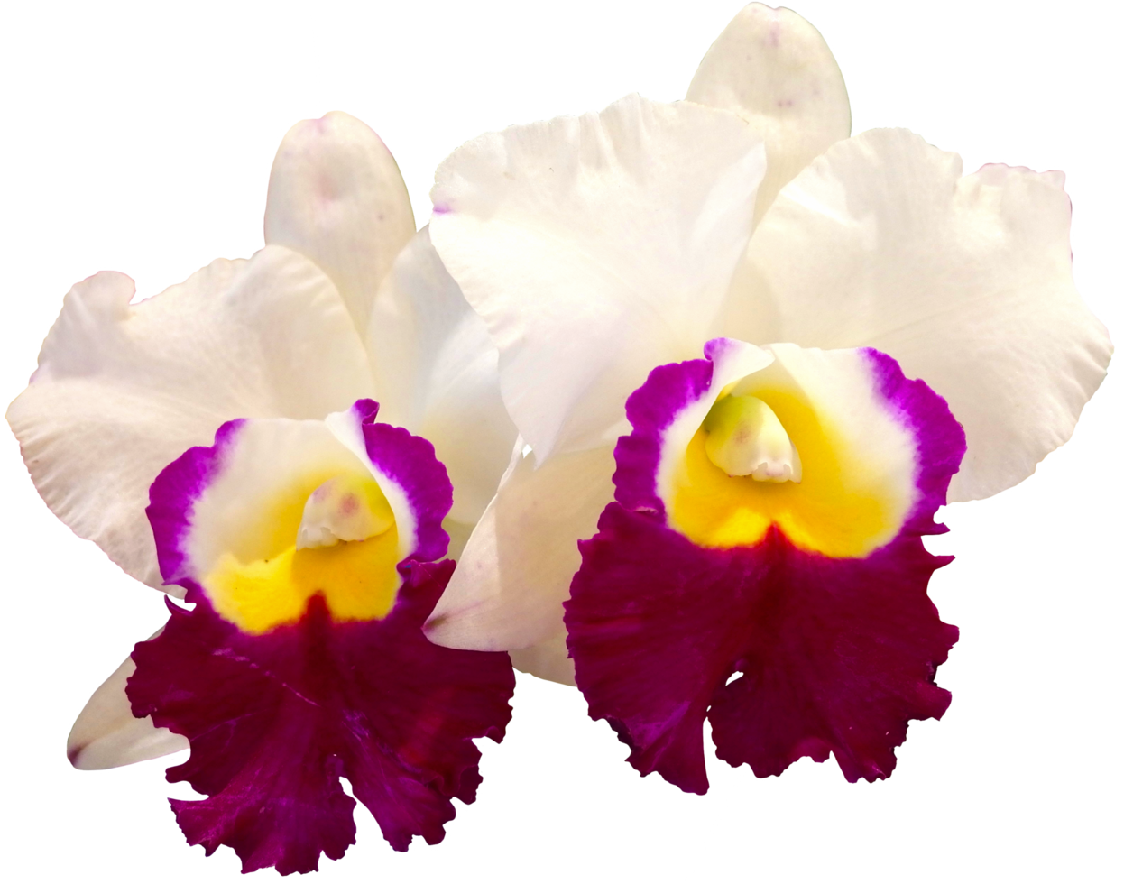 close up beautiful orchid flower cut out png