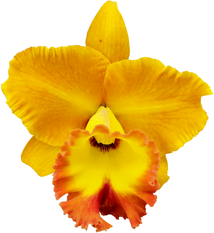 close up beautiful orchid flower cut out png