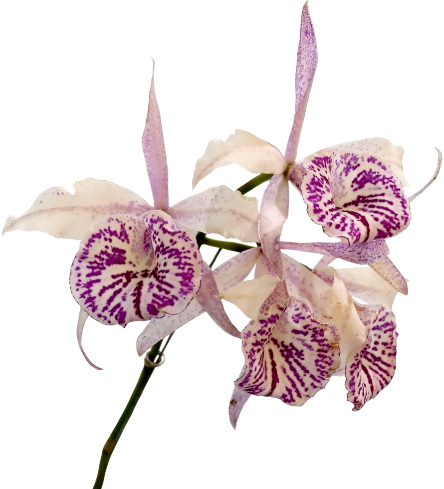 stänga upp skön orkide blomma skära ut png