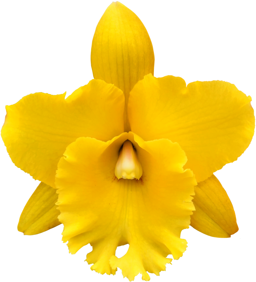 close up beautiful orchid flower cut out png