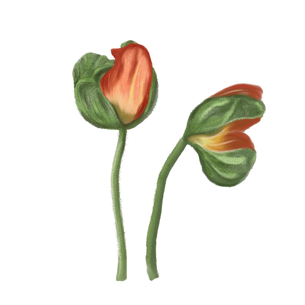 Watercolor Poppy flower. Vintage vector botanical illustration.