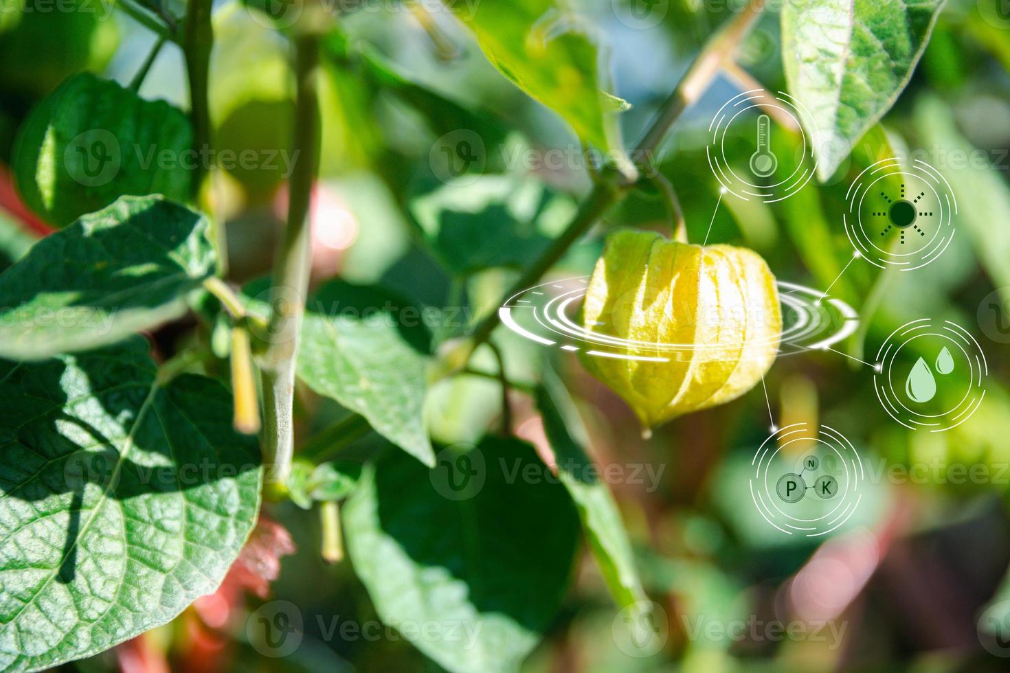 IoT, Internet of Things Modern agriculture smart farming system concept. Internet technology that connects devices and tools. digital computer manage cape gooseberry farm in agricultural industry. photo