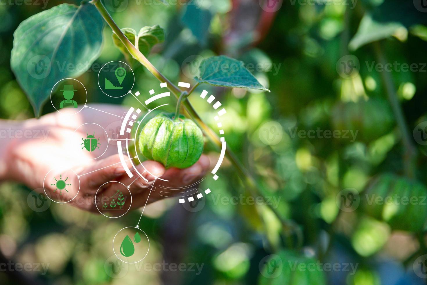 IoT, Internet of Things Modern agriculture smart farming system concept. Internet technology that connects devices and tools. digital computer manage cape gooseberry farm in agricultural industry. photo