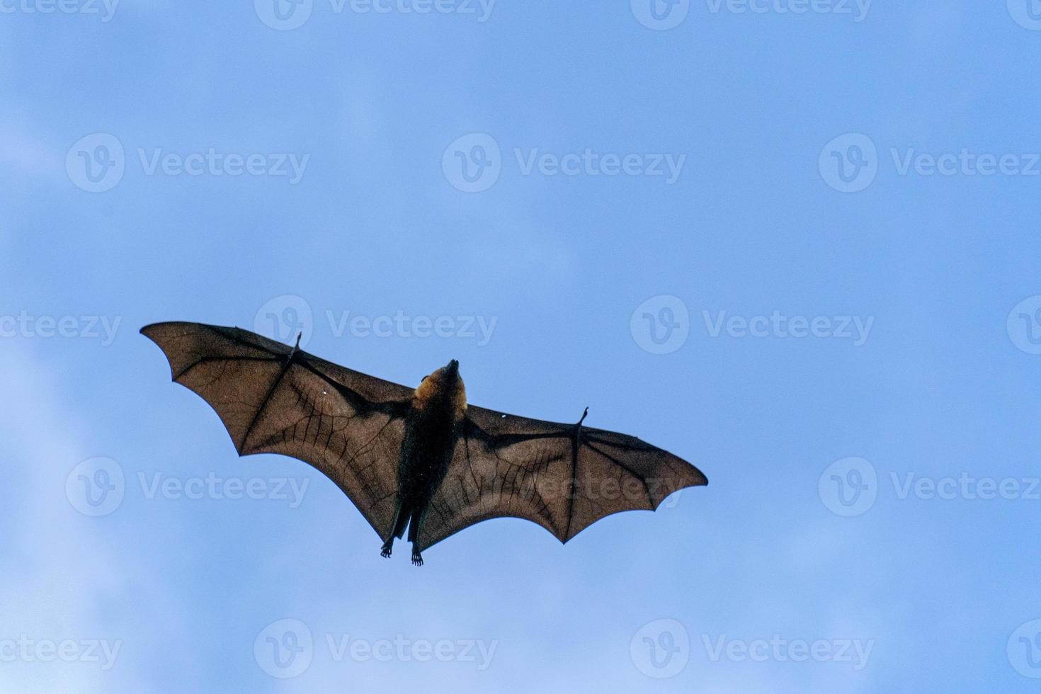 Flying fox bat portait while flying photo