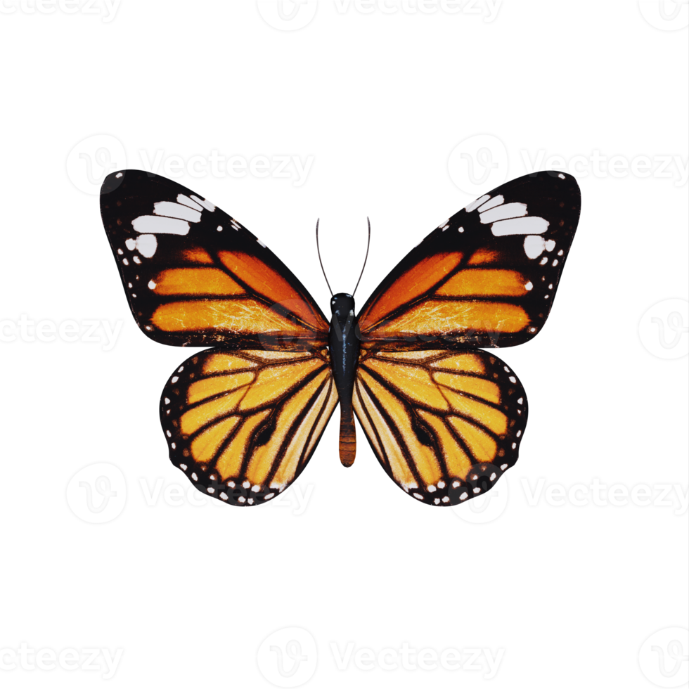 3d orange wing Butterfly isolated png