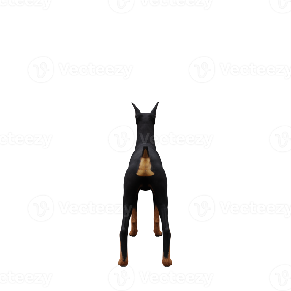 3d Doberman isolated png