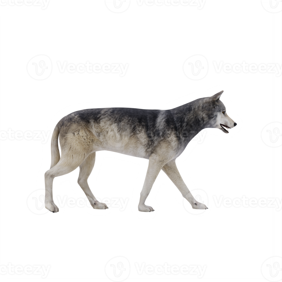 3d wild wolf isolated png