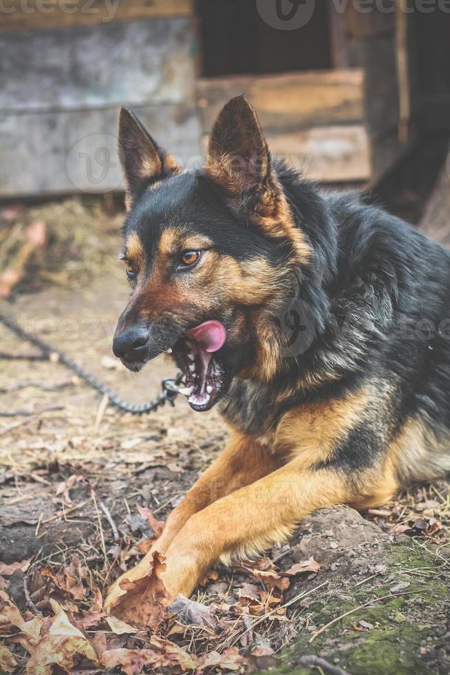 Close up german shepherd dog licking teeth concept photo