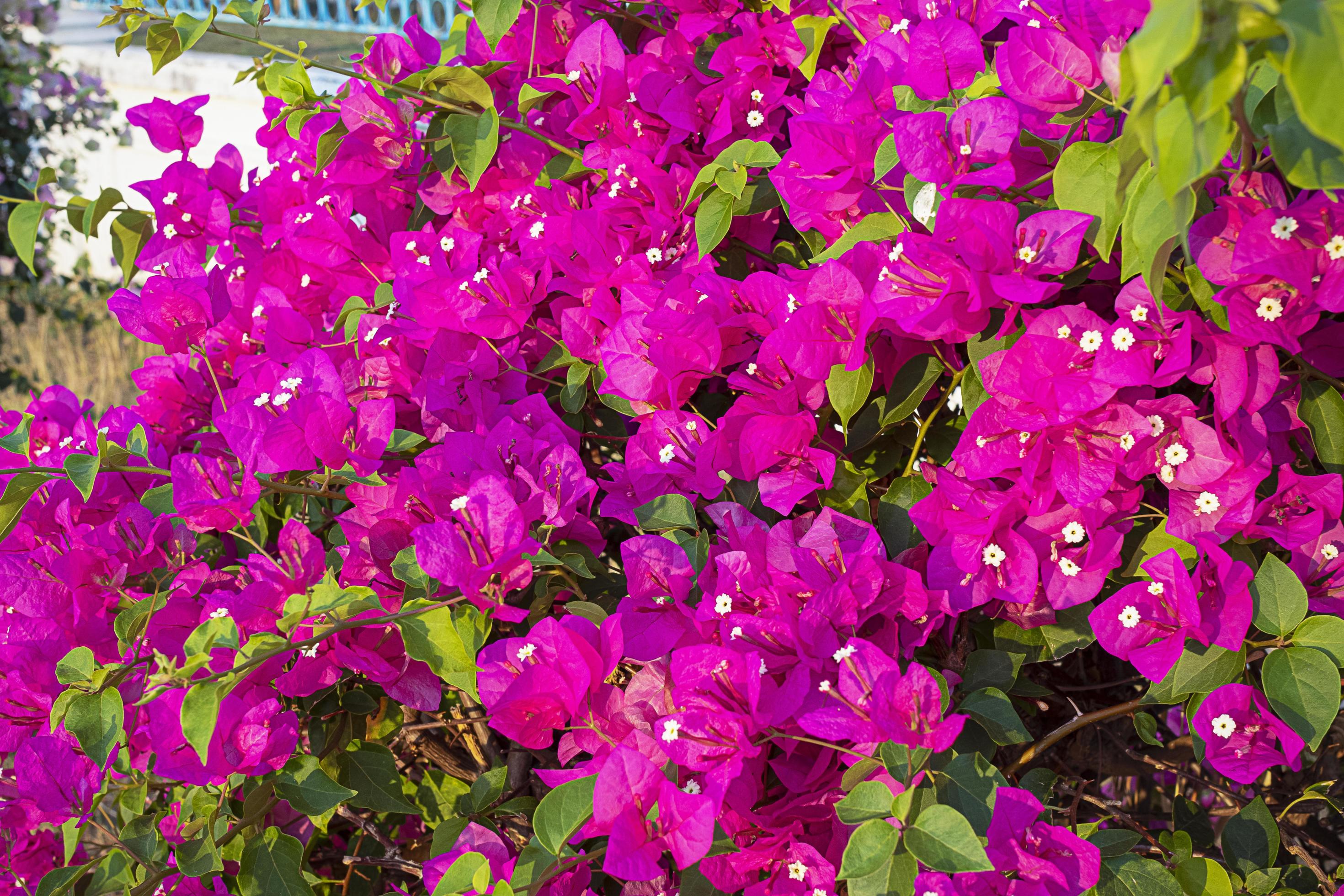 Bougainvillea flowers and bougainvillea plant tree in summer season. 18801603 Stock Photo at