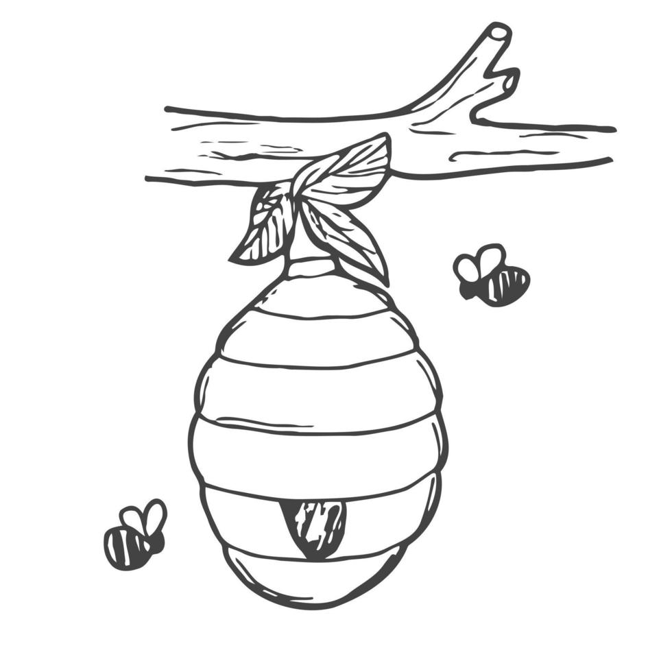 hand drawn bee hive in doodle style. natural bee honey. Vector illustration isolated on white background.