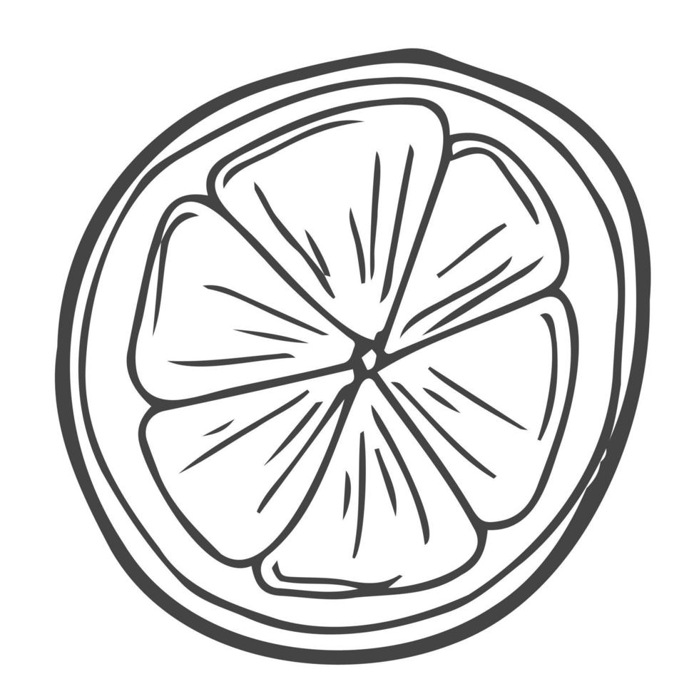 ilustración de vector de icono de línea de rebanada redonda de limón. contorno dibujado a mano una pieza cítrica de forma circular con segmentos en el interior, rodaja de limón agrio fresco con vitamina c