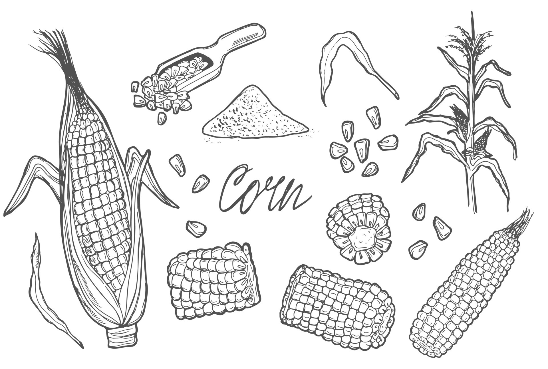 Doodle Corn cobs, grain, corn flour, corn seeds vector sketch