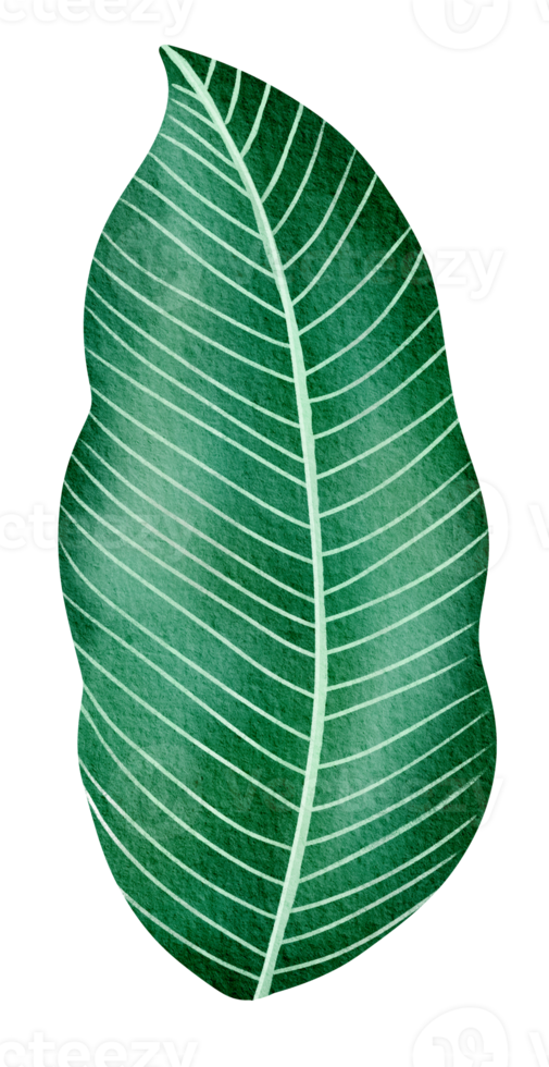 acquerello tropicale e esotico verde le foglie albero png