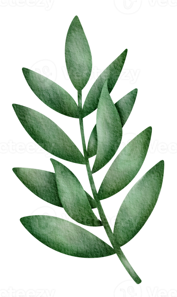 árbol de hojas verdes tropicales y exóticas acuarela png