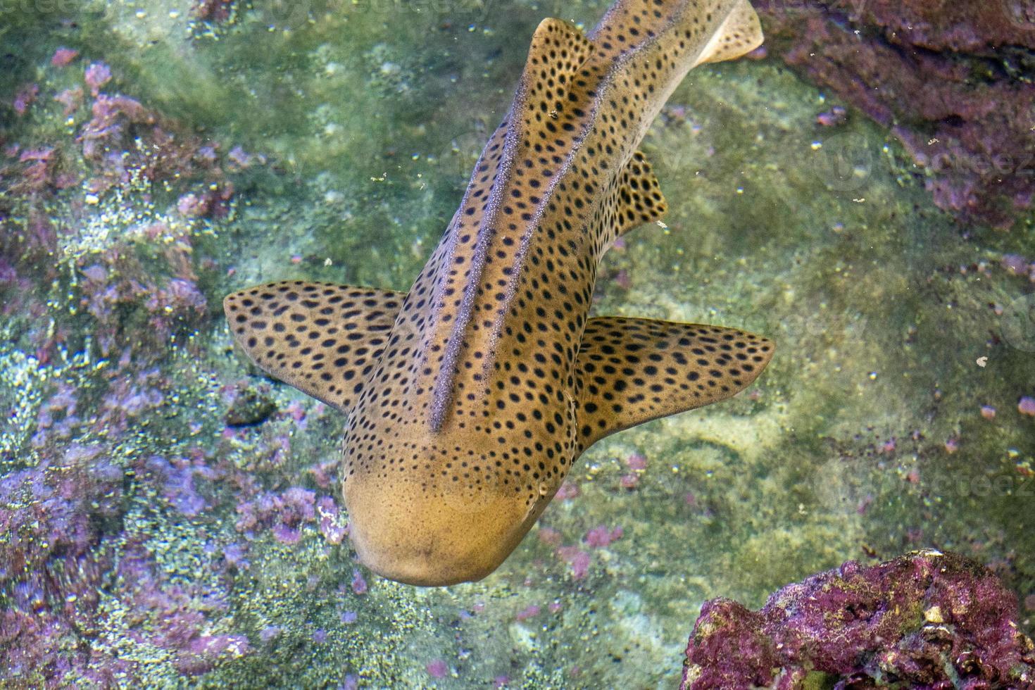 Zebra shark portrait on the reef photo