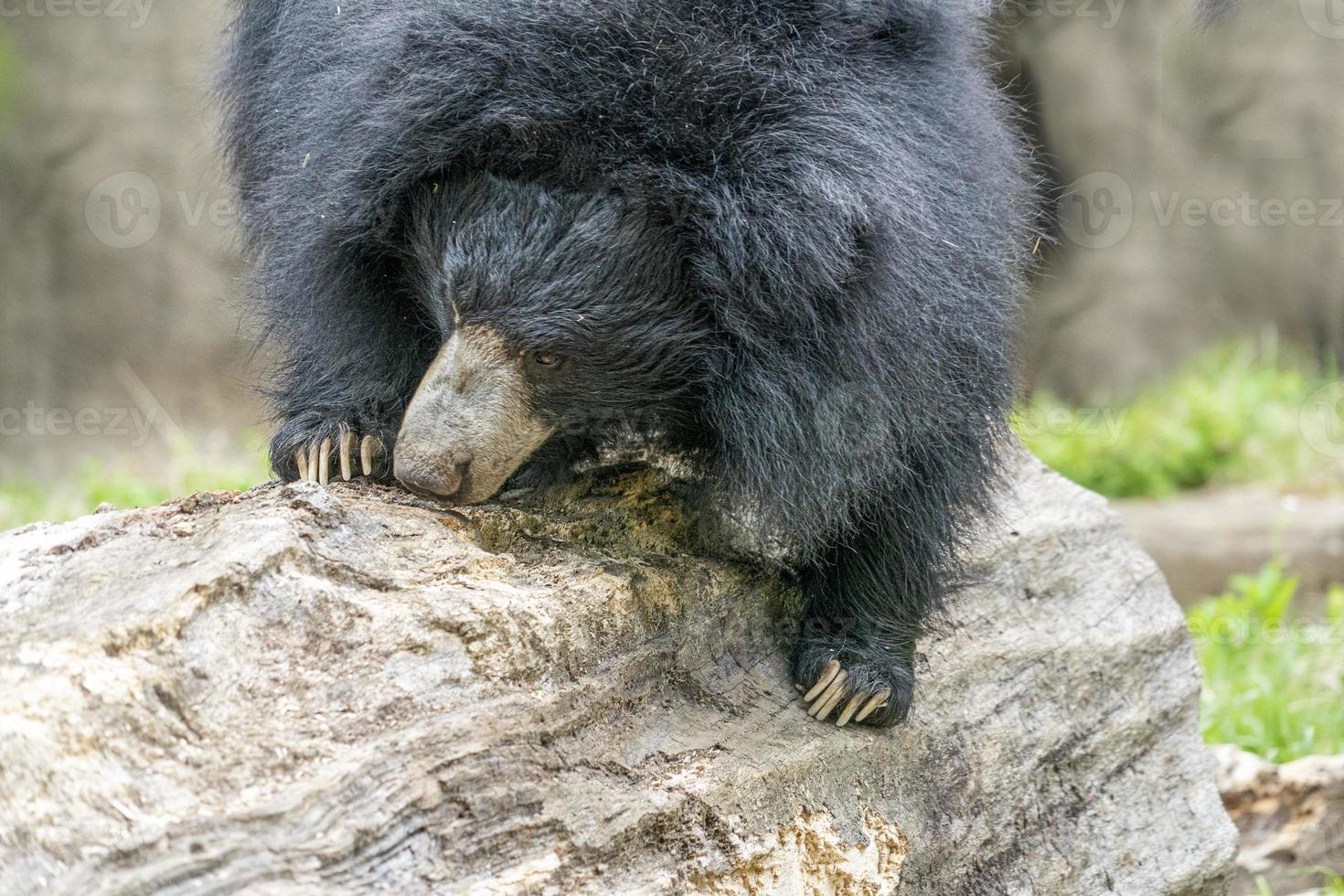 sloth bear digging in wood tree for food photo