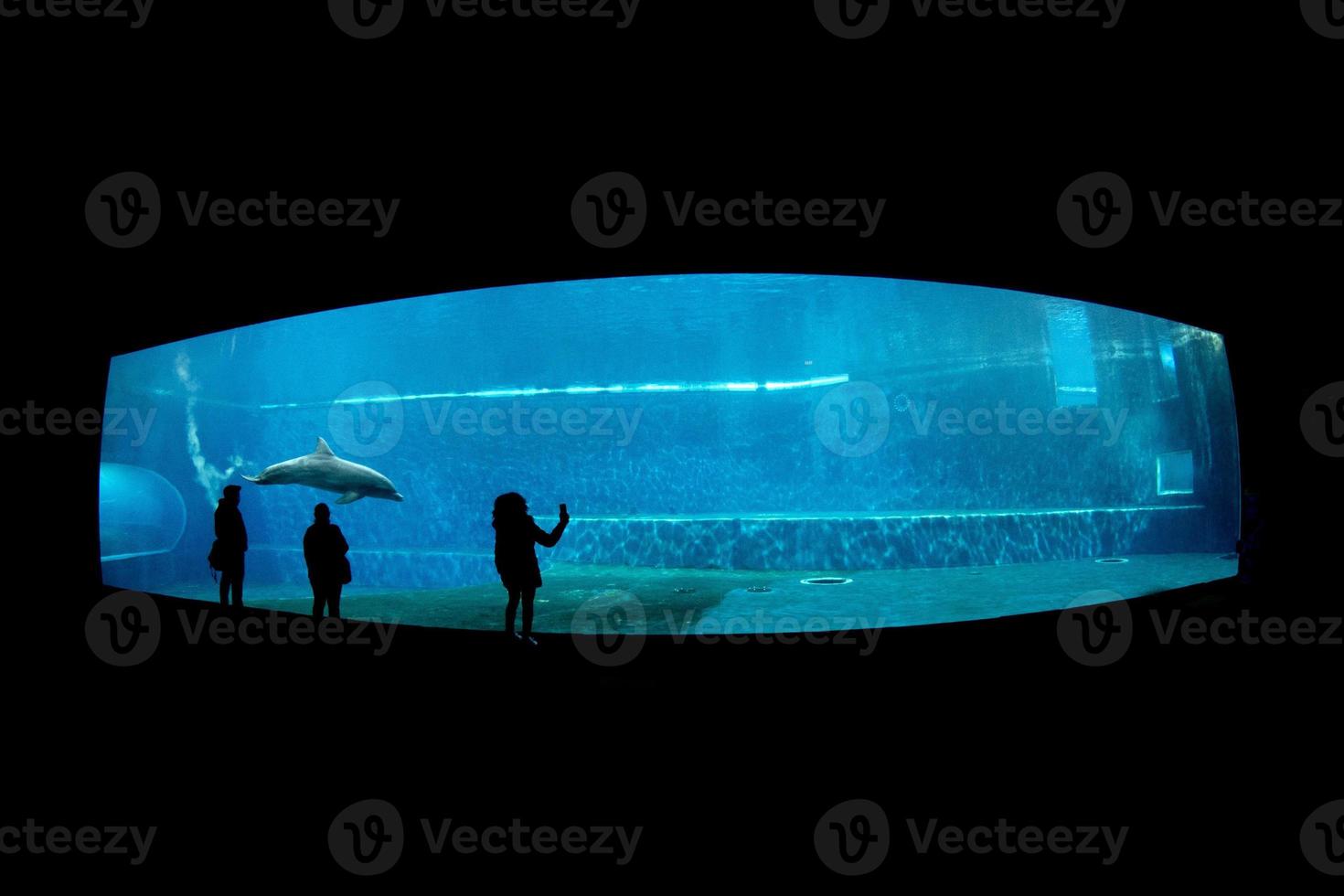 dolphin tank in aquarium 18803846 Stock Photo at Vecteezy