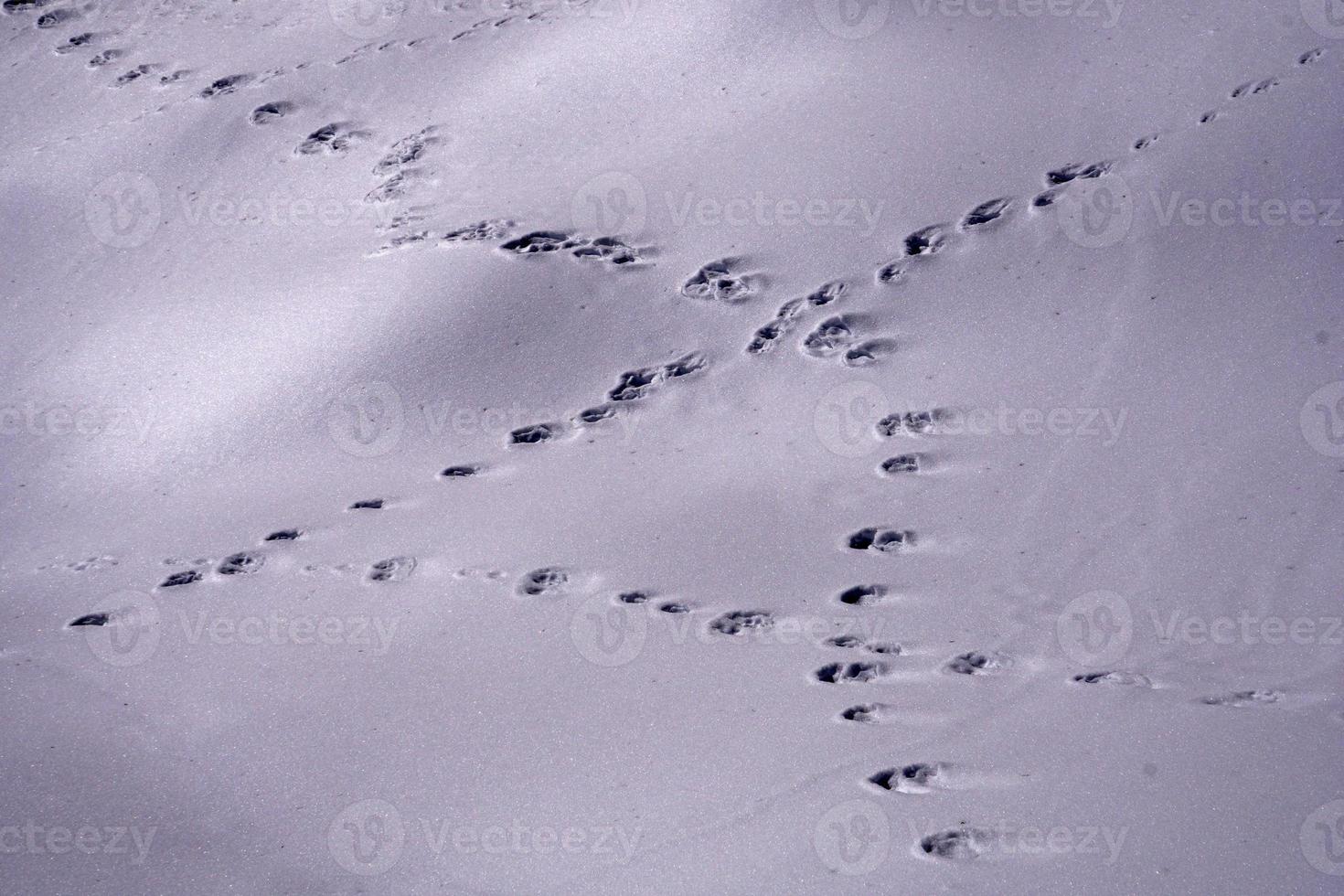 tracks of animals trails on white snow photo