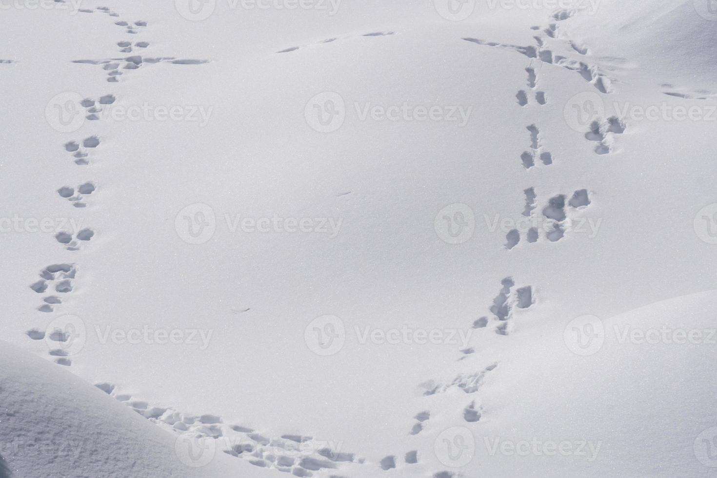 tracks of animals trails on white snow photo