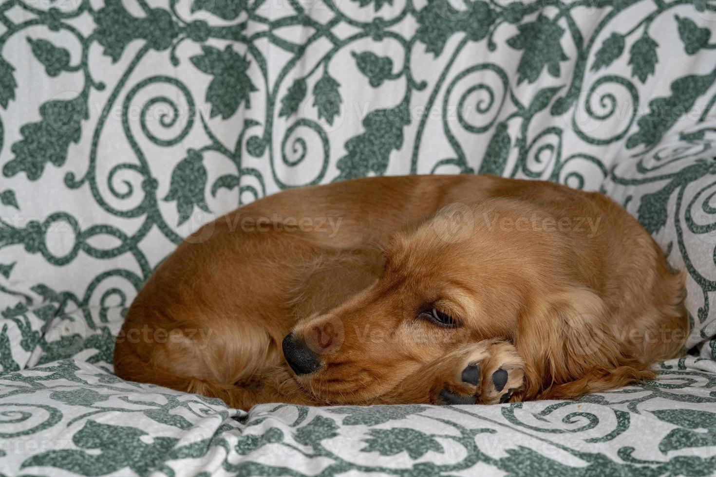 puppy dog cocker spaniel relaxing and sleeping on a sofa photo