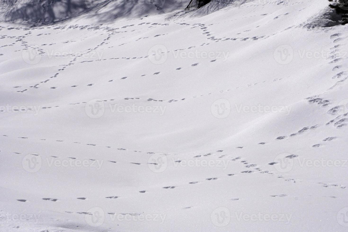 tracks of animals trails on white snow photo