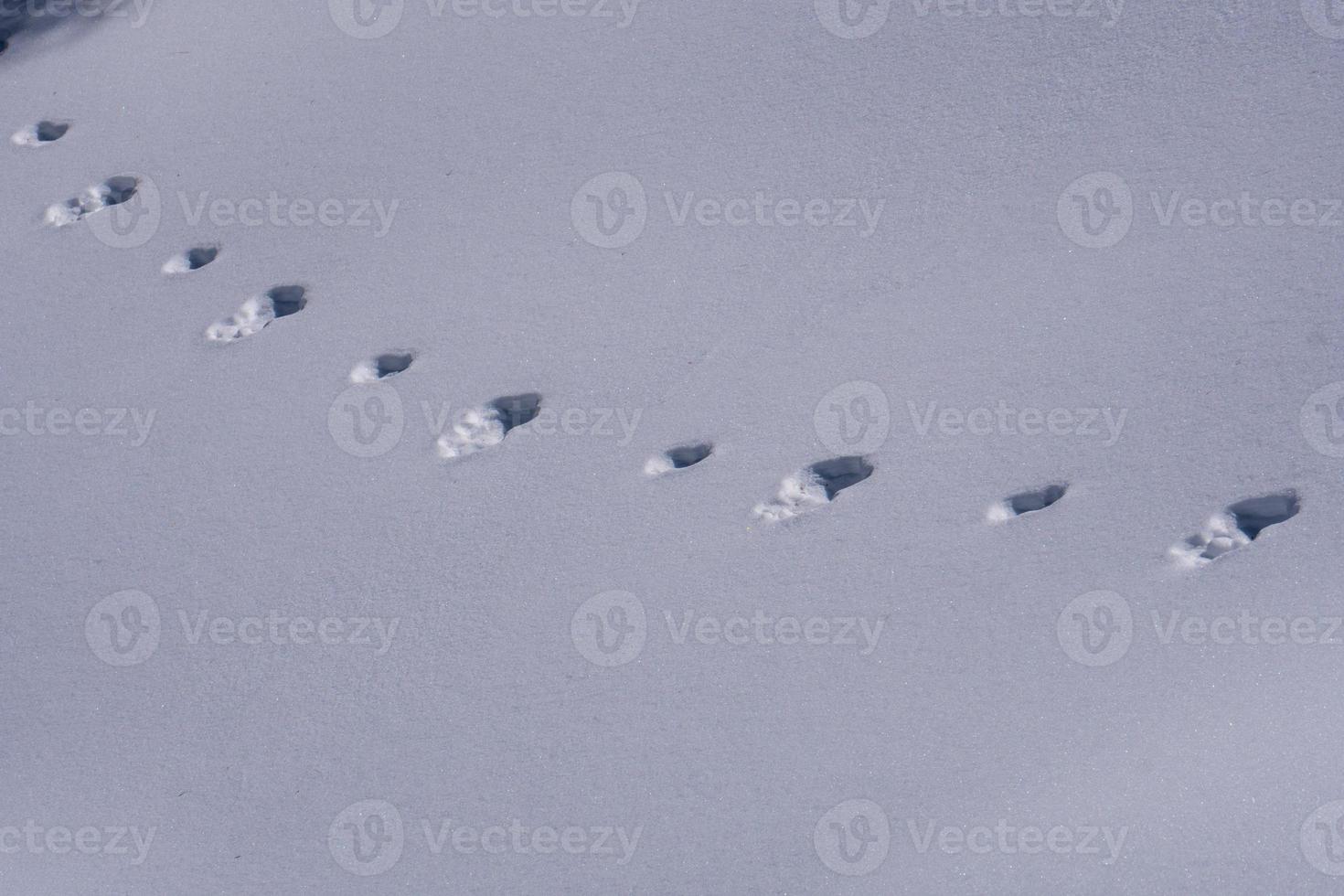 tracks of animals trails on white snow photo