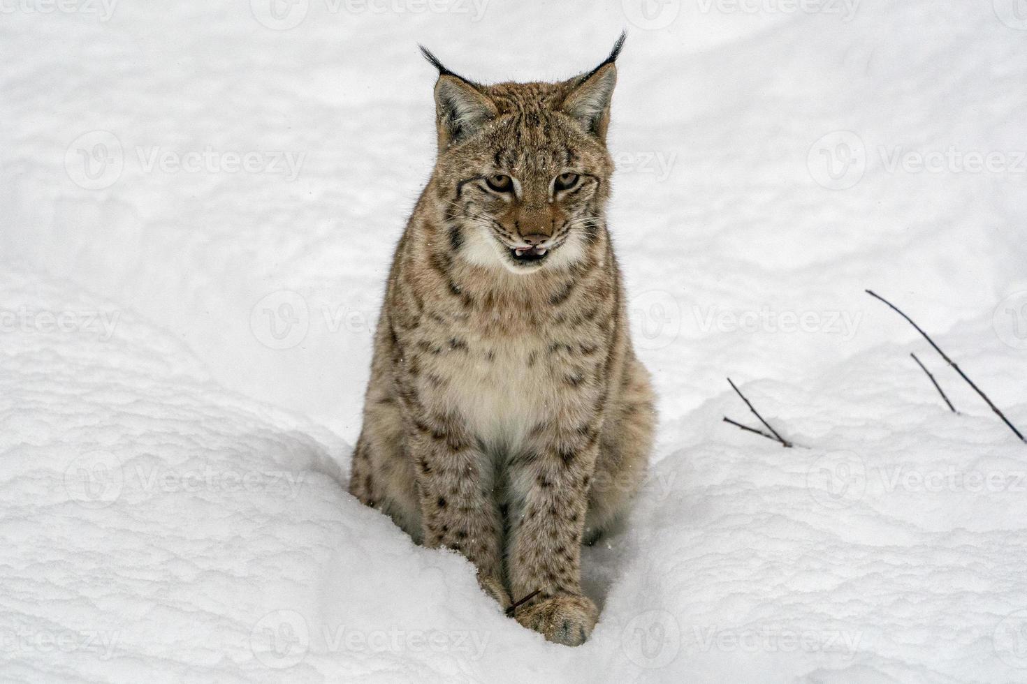 lynx in the snow portrait coming to you photo