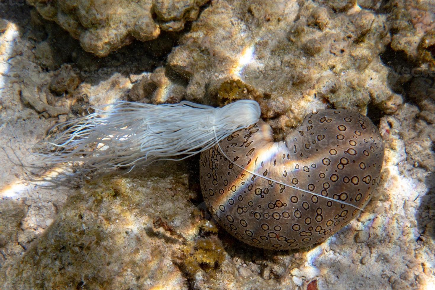 Holoturian sea cucumber while evacuating interiors photo