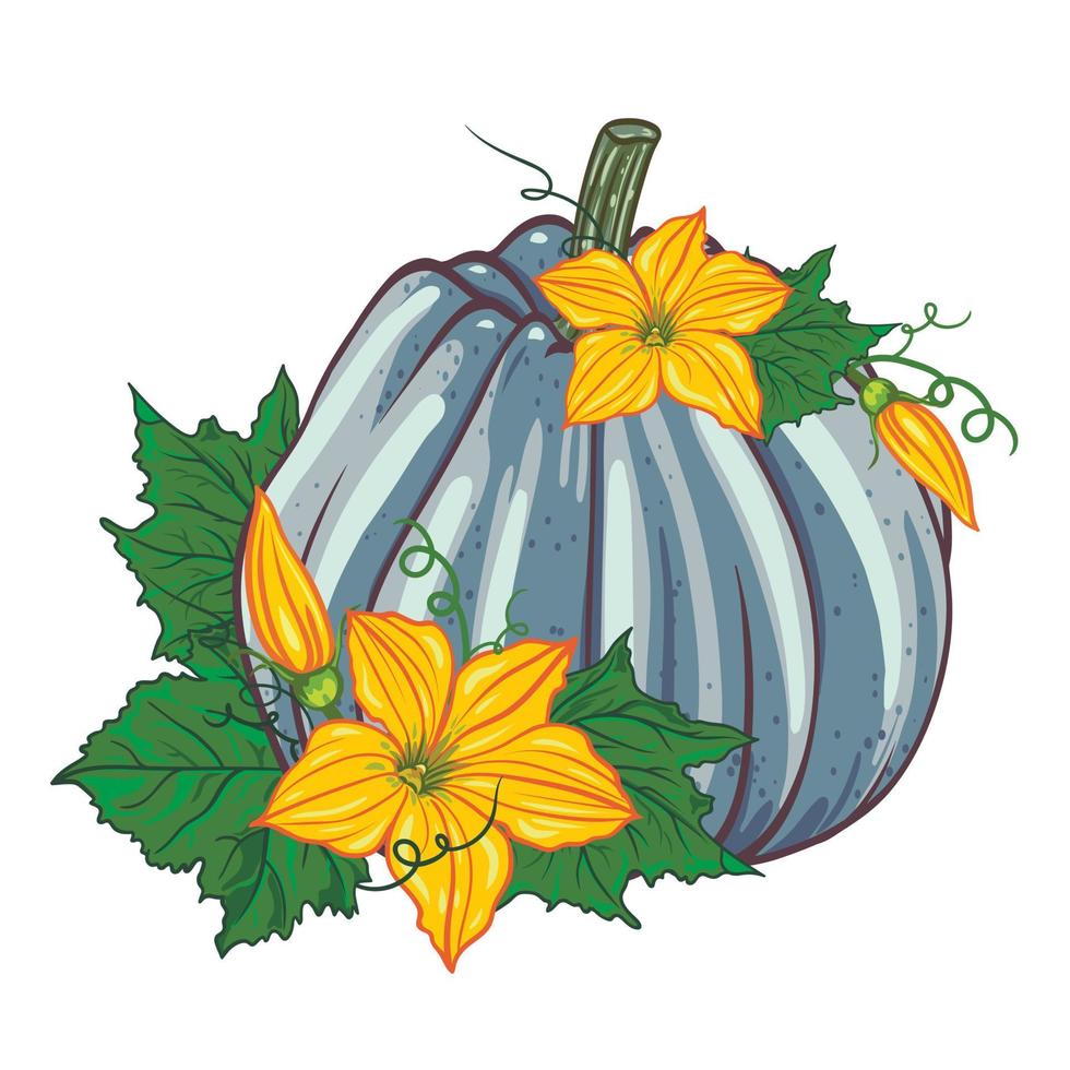blue pumpkin with green leaves and yellow flowers on a white background. autumn composition. vector