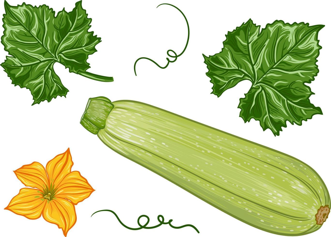 fresh green zucchini with leaves and a flower on a transparent background. botanical realistic squash fruit illustration vector