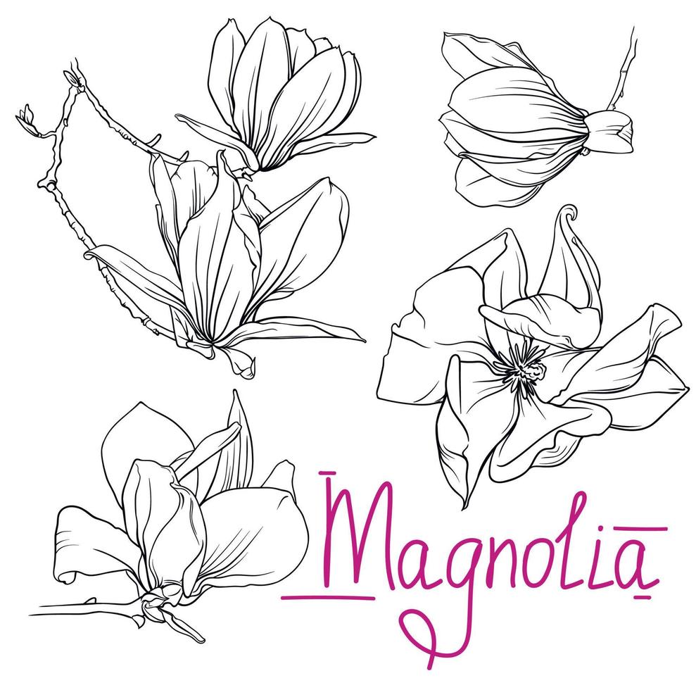 hand drawn monochrome magnolia flowers and branches. magnolia outline, black and white vector illustration of magnolia flowers and branches