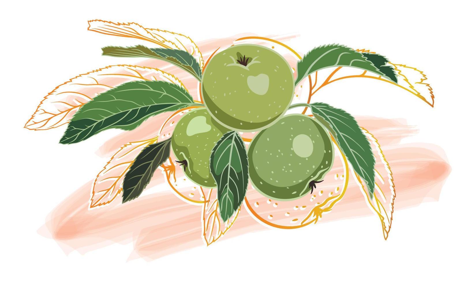 composición de manzanas verdes con hojas, contorno dorado, sobre un fondo coloreado vector