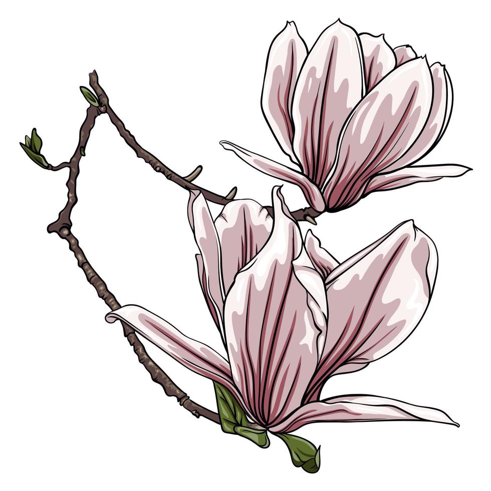 rama de flores de magnolia sobre fondo blanco vector