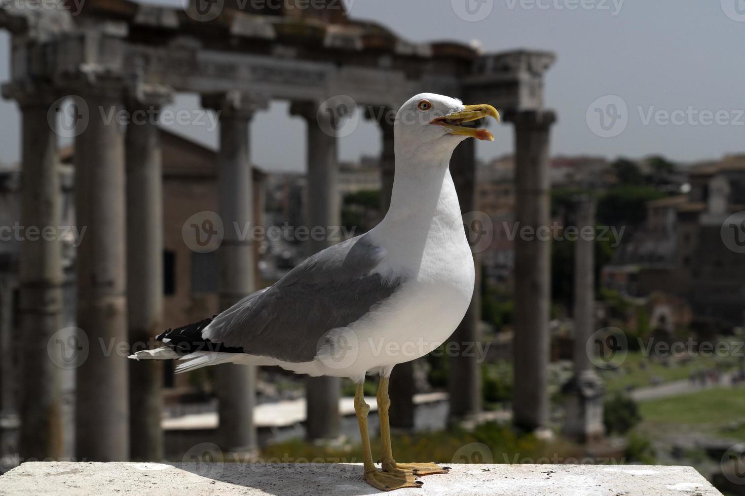 seagull in rome ruins photo