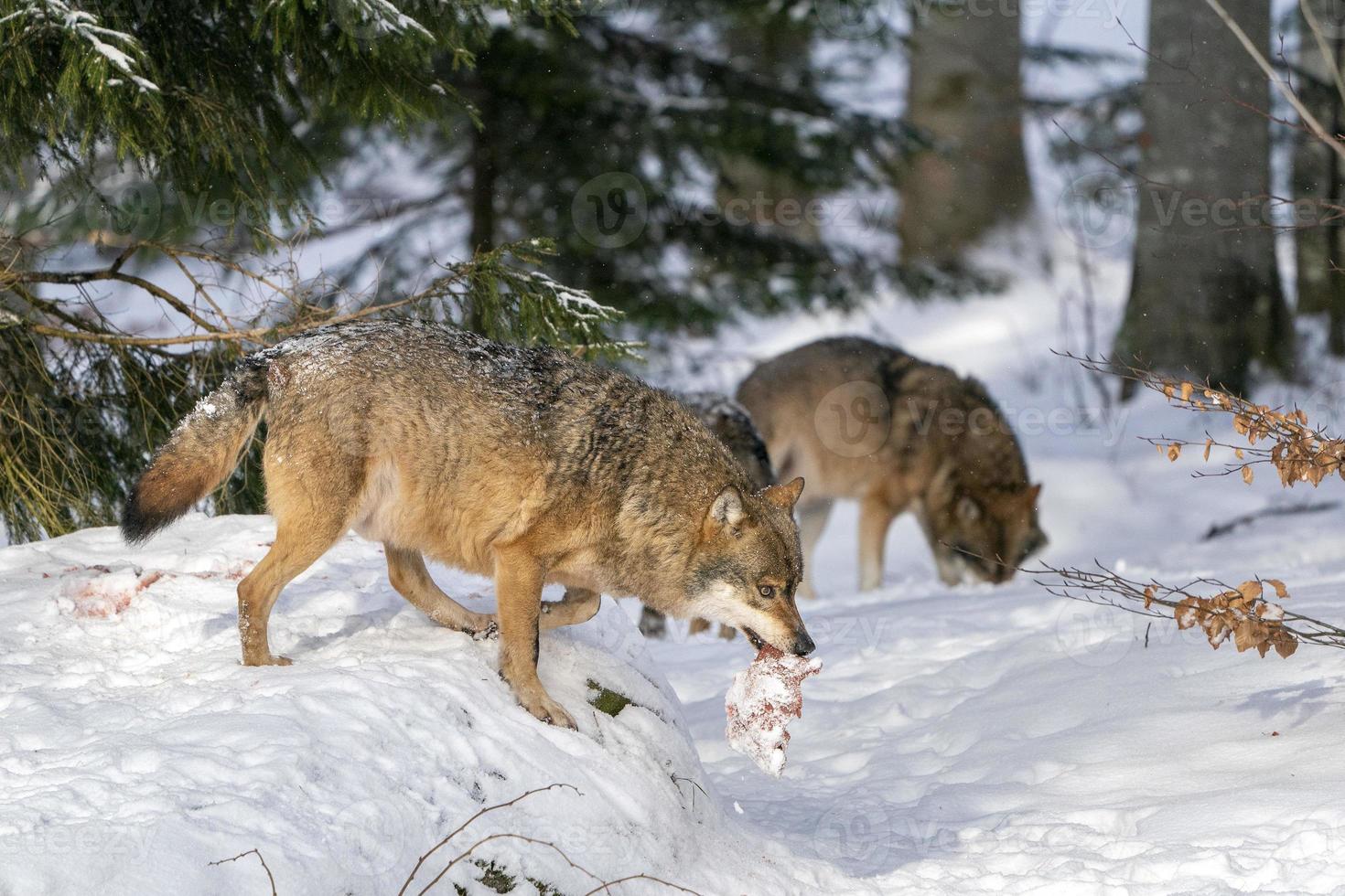 grey wolf in the snow eating meat photo